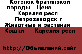 Котенок британской породы › Цена ­ 5 000 - Карелия респ., Петрозаводск г. Животные и растения » Кошки   . Карелия респ.